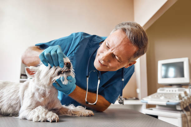 Best Emergency Dental Care for Broken or Chipped Teeth in Combee Settlement, FL